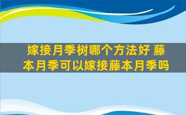 嫁接月季树哪个方法好 藤本月季可以嫁接藤本月季吗